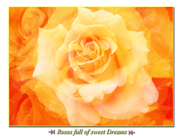 Roses full of sweet dreams